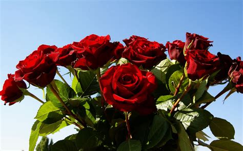 Free Flowers Photo And Wallpapers Red Rose Flowers Pictures Gallery