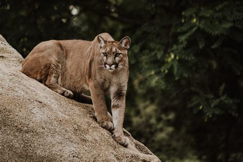 Eastern Puma Officially Declared Extinct Vegan Fta