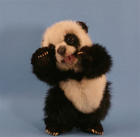 Le Bébé Panda Pouvez Vous Choisir Le Plus Mignon Archzinefr