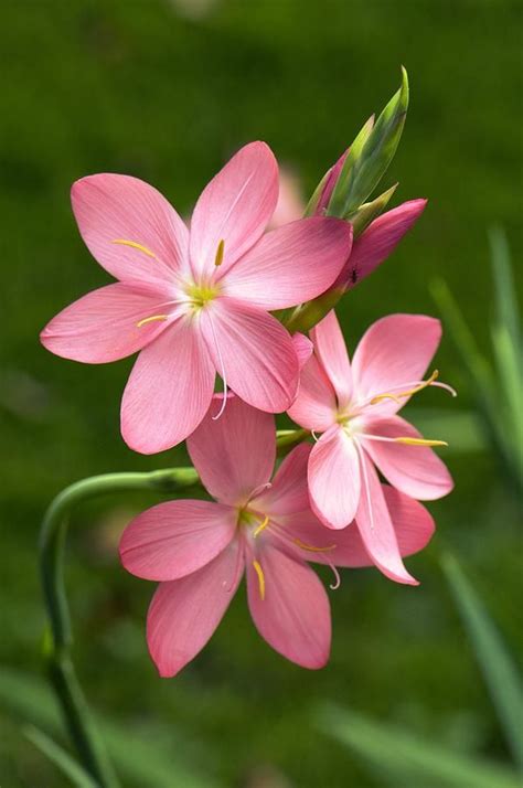 See more ideas about pretty pictures, pictures, planting flowers. Beautiful Pink Flowers