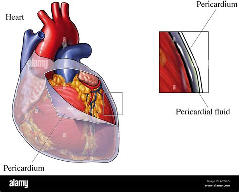Pericardium Hi Res Stock Photography And Images Alamy