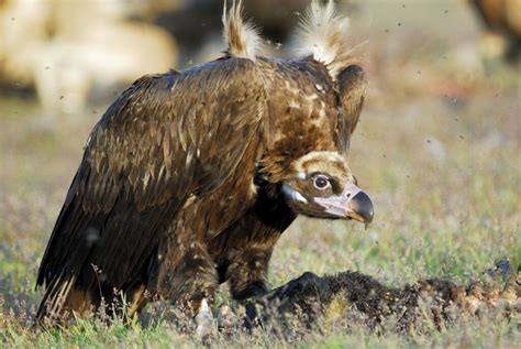 Diclofenac Claims First Official Victim In Europe The Cinereous Vulture