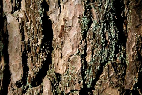 Pine Bark Free Photo Download Freeimages