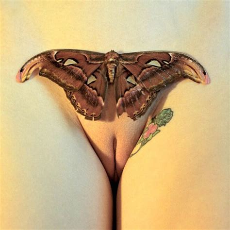 The Moth Porn Pic