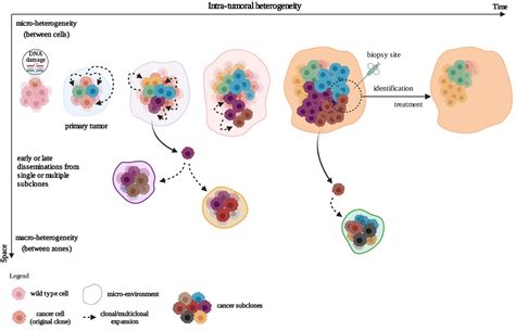 Cancers Free Full Text Dynamic Cancer Cell Heterogeneity