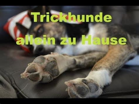 Top hundefutter direkt bei amazon bestellen: Trickhunde allein zu Haus - YouTube | Hunde, Allein zu ...
