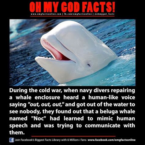 Oh My God Factss Photos Oh My God Facts Beluga Whale Beluga