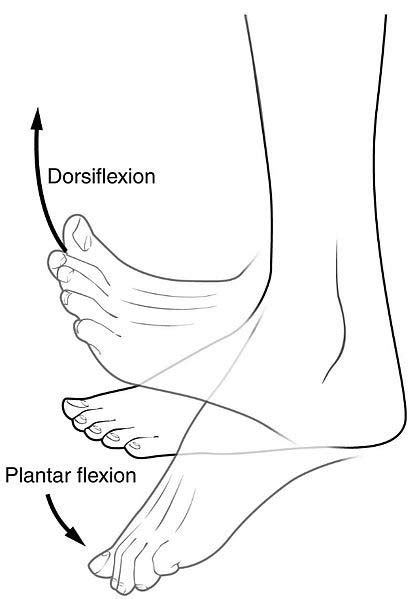 Anatomical Terms Of Movement Flexion Rotation Teachmeanatomy
