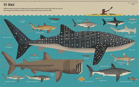 Smart About Sharks Owen Davey Illustration