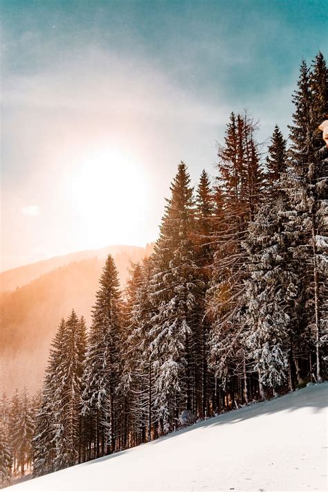 Free Download Hd Wallpaper Green Pine Trees On Inclined Snow