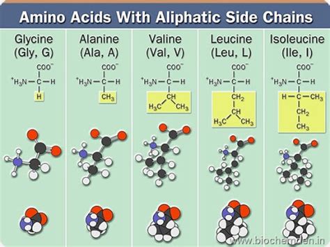 Amino Acids Classification Basic And Structural Classification