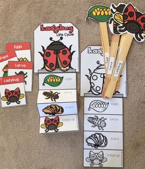 Ladybug Life Cycle Easy Craft ~ Preschool Printables