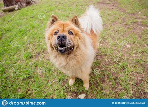 Chow Chow Dog Sitting On Grass In A Park Stock Image Image Of Africa