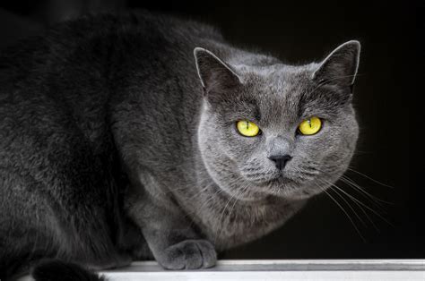 Dieser tag soll auch dazu dienen, um an die verantwortung, die mit der haltung einer katze einhergeht, zu erinnern und auf missstände in der katzenhaltung hinzuweisen. Internationaler Tag der Katze Foto & Bild | tiere ...