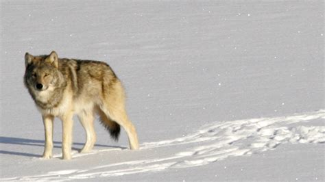 Federal Plans To Lift Wolf Protections Would Trigger Hunt