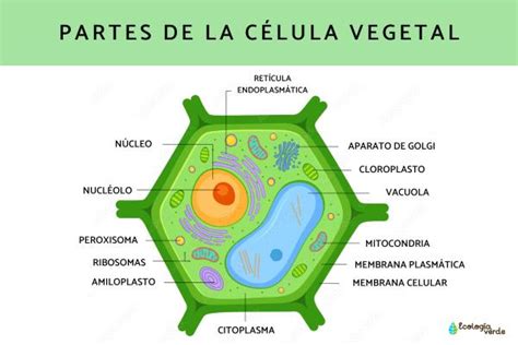 Total 38 Imagen Nombres De Las Partes De La Célula Vegetal