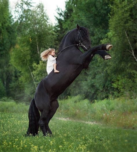 Most Beautiful Horses Pretty Horses Horse Love Horse Pictures