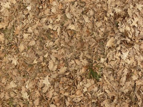 Ground Texture Containing Dry Yellow Grass Covered With Large Dry