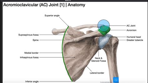 The Ac Joint Anatomy Injury And Diagnostic Test Cluster Youtube