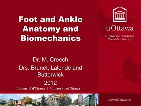 Ppt Foot And Ankle Anatomy And Biomechanics Powerpoint