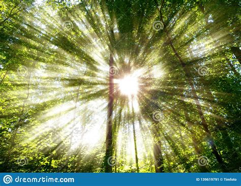 Bright Sunshine Through Tree Stock Image Image Of Light Beauty