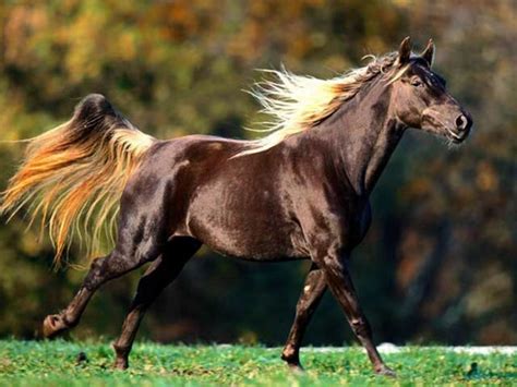 worlds  beautiful horse breeds    world hubpages