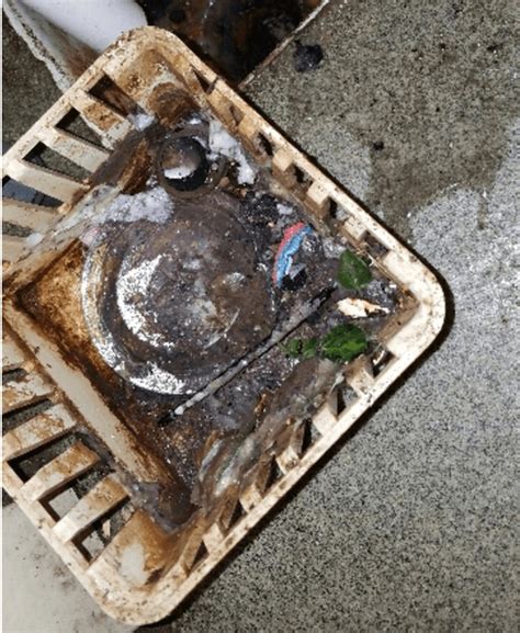 The term usually refers to species that prefer to feed on human blood. Drain Fly Removal - Hogarth' % s Pest Control in Northern ...