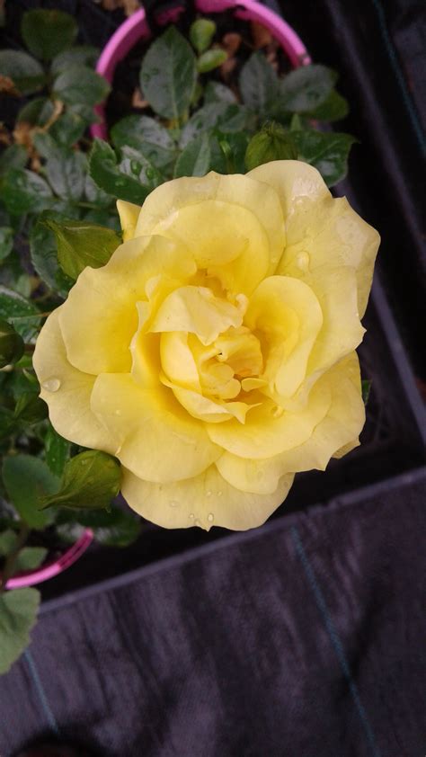 You can target a different opponent each turn. Flower Carpet Gold - Newstead Roses