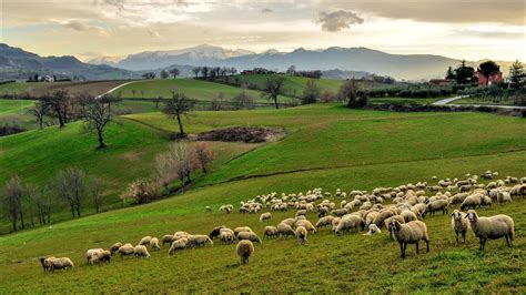 Find the perfect flock of sheep stock photos and editorial news pictures from getty images. italy campania sky mountain hills grass of the field tree ...