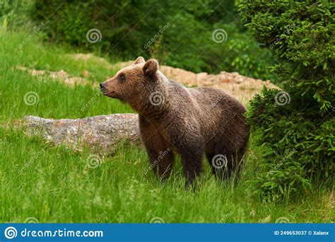 Large Brown Bear In The Forest Stock Image Image Of Huge Bear 249653037