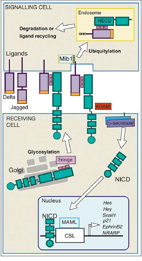 The Notch Signalling Pathway Notch Proteins Are Synthesized As A Download Scientific Diagram