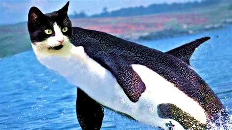 Hilarious Animal Photoshop Fails