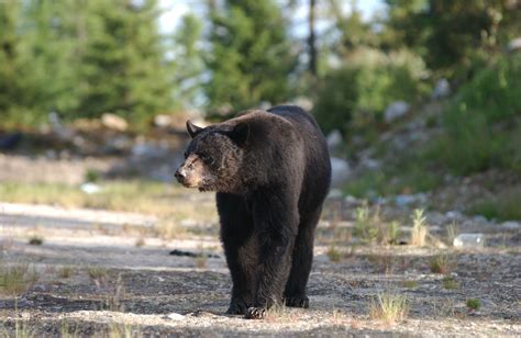 Coniferous Forest Animals On Pinterest Black Bear Wildlife And Great