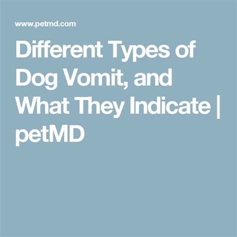 Different Types Of Dog Vomit And What They Indicate Petmd