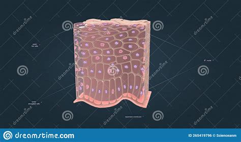 A Non Keratinized Stratified Squamous Epithelium Consists Of Cells