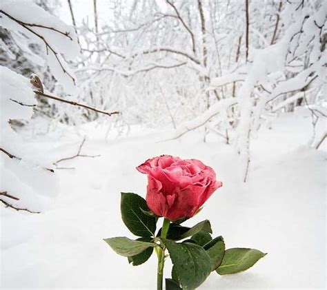 Frozen Rose Winter White Frozen Beautiful Beauty Pink Pretty