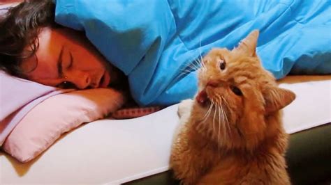 Cat Wake Up Their Owner By Cute Actions ⏰ Cute Alarm Clock Ever Youtube