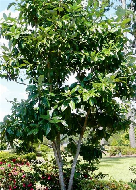 Evergreen Sweetbay Magnolia Louisiana Super Plant Fall 2012