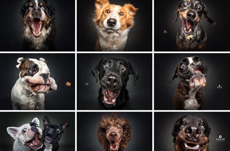 Photos Of Dogs Catching Treats Look Hilarious The Bark