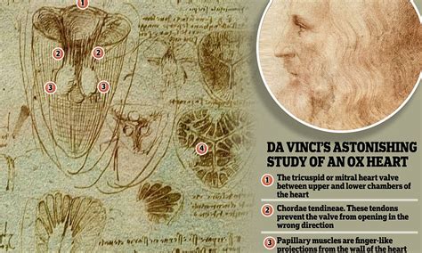 Leonardo Da Vinci Anatomist Exhibition At Buckingham