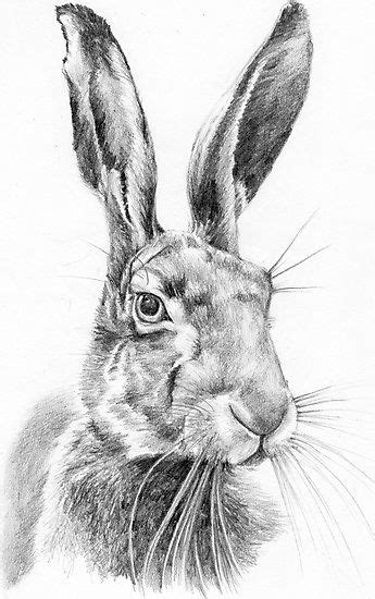 Mr Hare Photographic Print By Lucy Malivoire Pencil Drawings Of