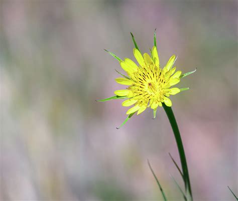 Yellow Salsify Wildflower Photograph By Debra Martz Pixels