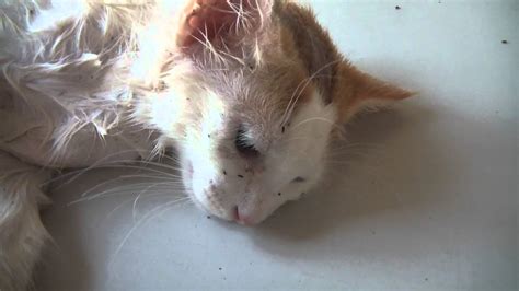 One of the most successful ways of treating for fleas is. Fleas on a cat - YouTube