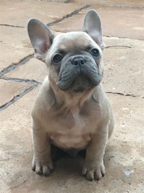 Leave a comment if you agree. French Bulldog Puppies | in Blackwood, Caerphilly | Gumtree