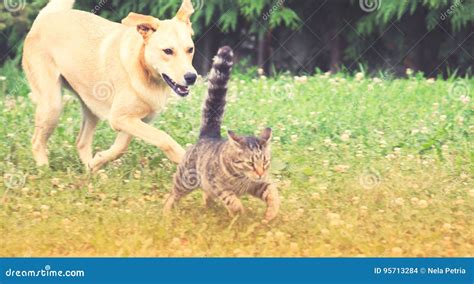 Dog Cat Together Stock Images Download 6371 Royalty Free Photos