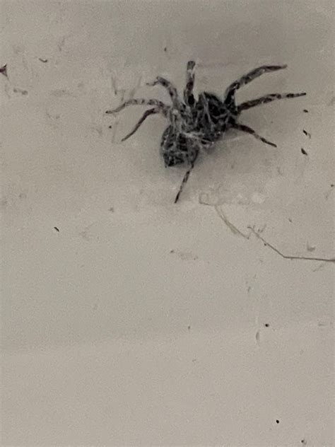 Does Anyone Know What Spider This Is Rspiders