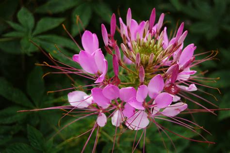 How To Germinate Your Cleome Hassleriana Seeds Higgledy Garden