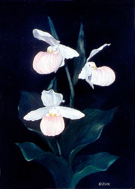 Pink Lady Slipper Orchids On Black Background Original Goauche