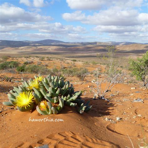 Distribution In The Succulent Karoo Biome The Genus Haworthia