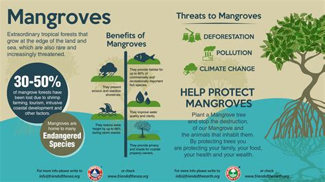 Save The Mangroves Friend Of The Earth